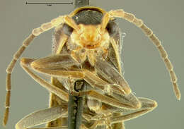 Image de <i>Podabrus obscurevittatus</i>