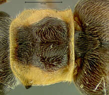 Image de <i>Podabrus obscurevittatus</i>