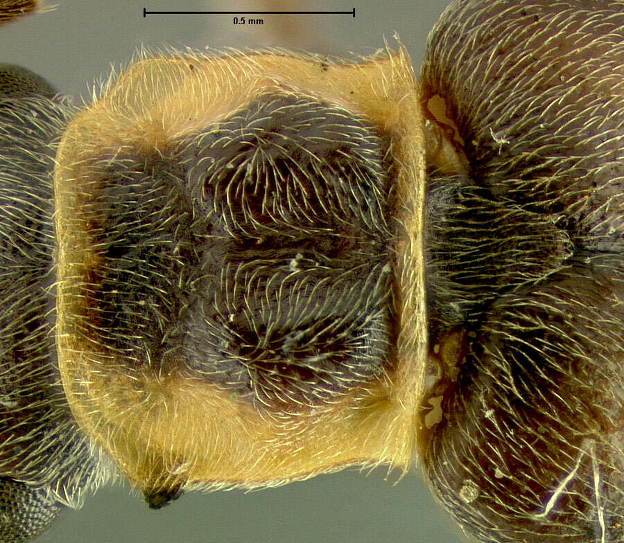 Image de <i>Podabrus obscurevittatus</i>