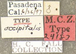 Image de <i>Podabrus occipitalis</i> Fall 1928