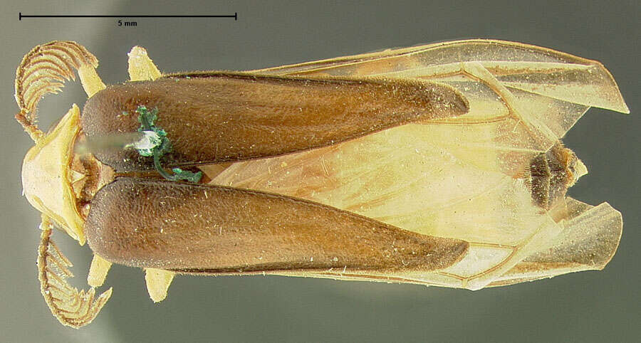 Image of glowworm beetles