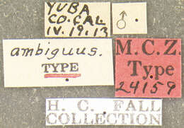 Image of <i>Podabrus ambiguus</i> Fall 1928