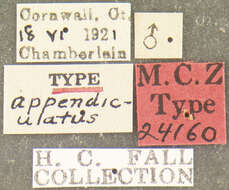 Image of <i>Podabrus appendiculatus</i> Fall 1928
