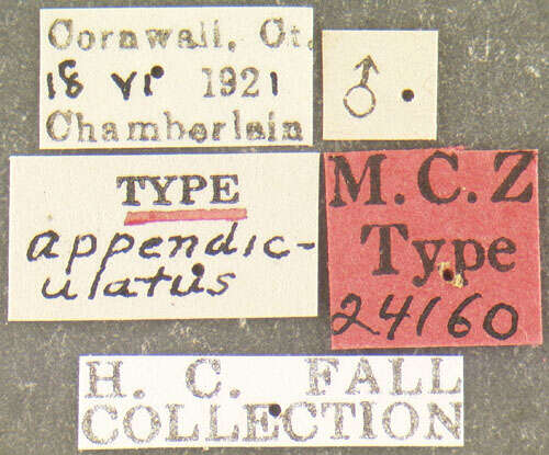 Image of <i>Podabrus appendiculatus</i> Fall 1928