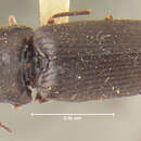 Image of <i>Athous aterrimus</i>