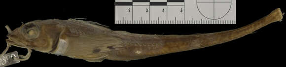 Image of Scissortail sculpin