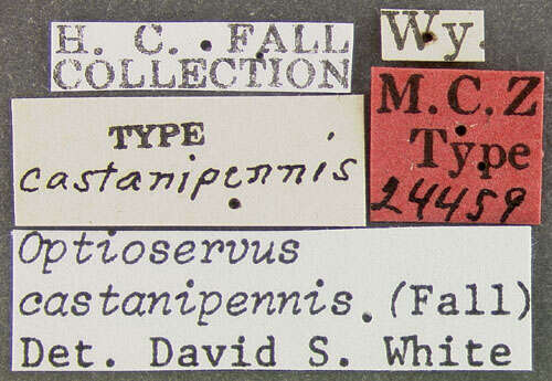 Image of Optioservus castanipennis (Fall 1925)
