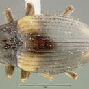 Image of Ampumixis dispar (Fall 1925)