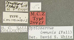 Image of Optioservus immunis (Fall 1925)