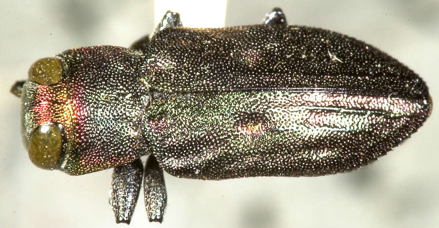 صورة Chrysobothris carmelita Fall 1907