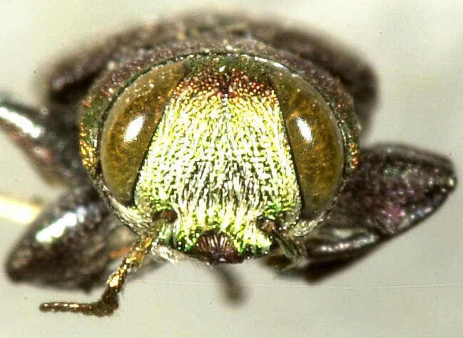 صورة Chrysobothris carmelita Fall 1907