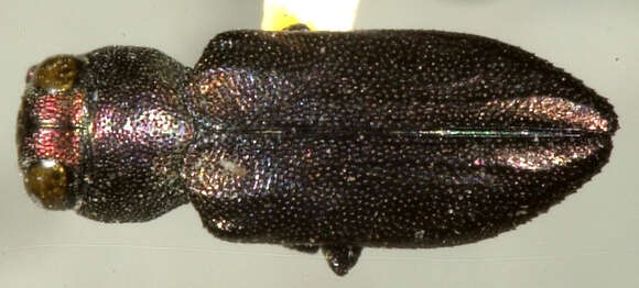 صورة Chrysobothris micromorpha Fall 1907