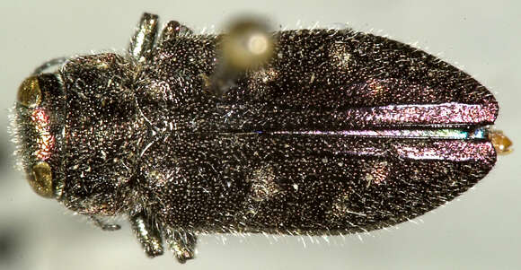 صورة Chrysobothris purpurifrons Motschulsky 1859