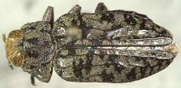 Image of Chrysobothris sylvania Fall 1910