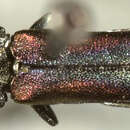 Image of Agrilus duncani Knull 1929