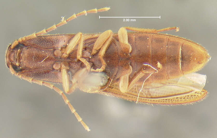 Image of <i>Anchastus fumicollis</i>