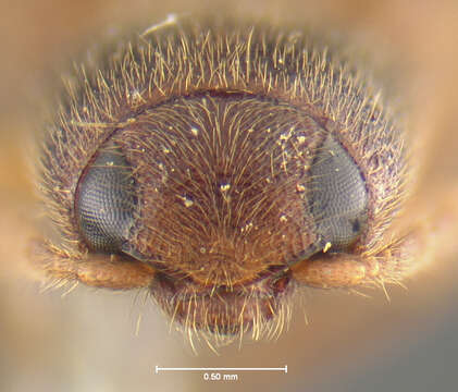 Image of <i>Anchastus fumicollis</i>