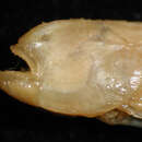 Image of Blind goby