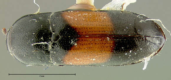 Image of <i>Drapetes cylindricus</i>