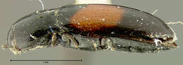 Image of <i>Drapetes cylindricus</i>