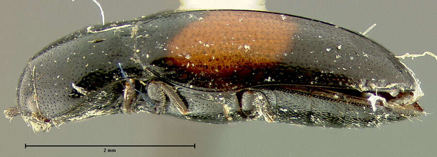 Image of <i>Drapetes cylindricus</i>