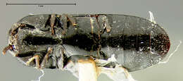 Image of <i>Drapetes cylindricus</i>