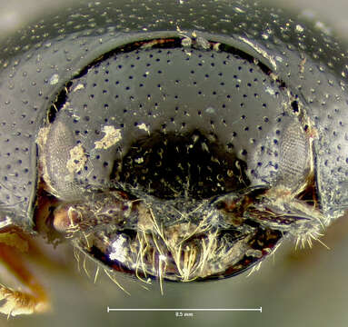 Image of <i>Drapetes cylindricus</i>