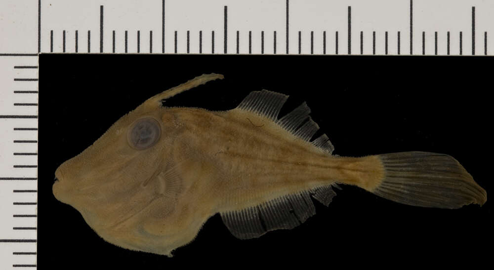 Image of <i>Aluterus armata</i>