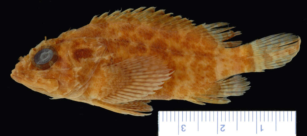 Image of Common scorpionfish