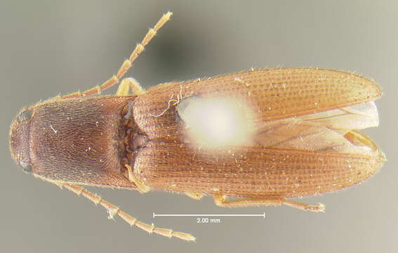 Image of <i>Anchastus fumicollis</i>