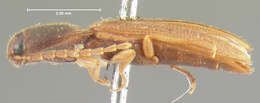 Image of <i>Anchastus fumicollis</i>