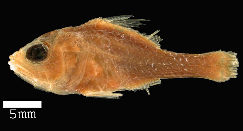 Image of Little red cardinalfish