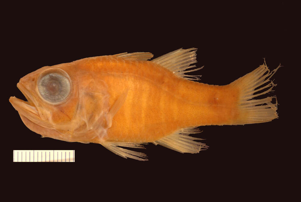 Image of Ghost Cardinalfish
