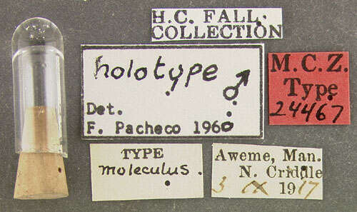 Image of Microaugyles moleculus (Fall 1920)