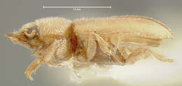 Image of Microaugyles mundulus (Fall 1920)