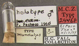 Image of Microaugyles mundulus (Fall 1920)