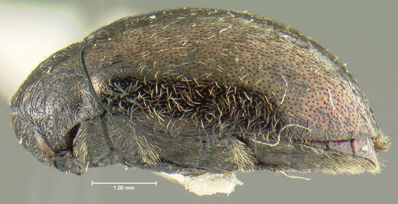 Morychus oblongus (Le Conte 1857)的圖片