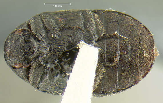 Morychus oblongus (Le Conte 1857)的圖片