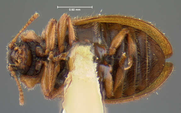 Image of Laricobius laticollis Fall 1916