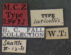 Image of Laricobius laticollis Fall 1916