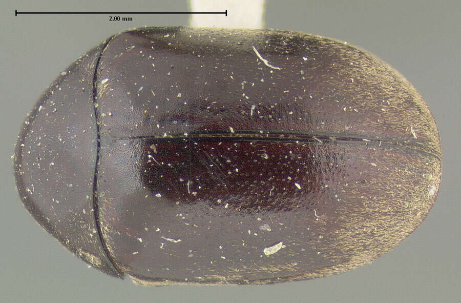 Image of Tricorynus tabaci (Guérin-Méneville 1850)