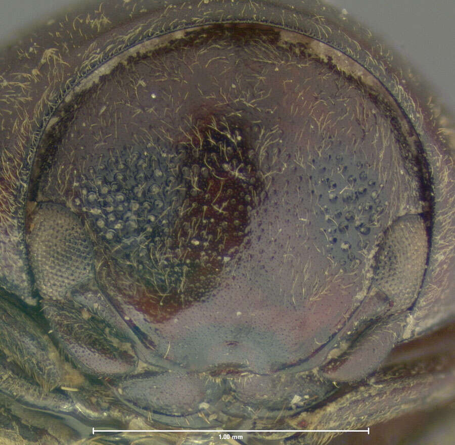 Image of Tricorynus tabaci (Guérin-Méneville 1850)