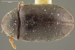 Image of Tricorynus nigripennis (Fall 1905)