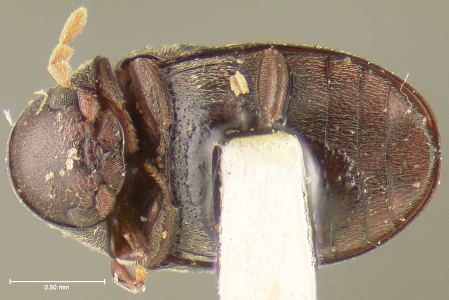 Image of Tricorynus nigripennis (Fall 1905)