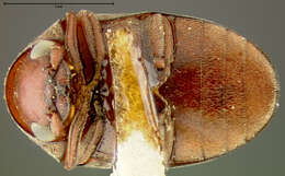 Image of Tricorynus nubilus (Fall 1905)