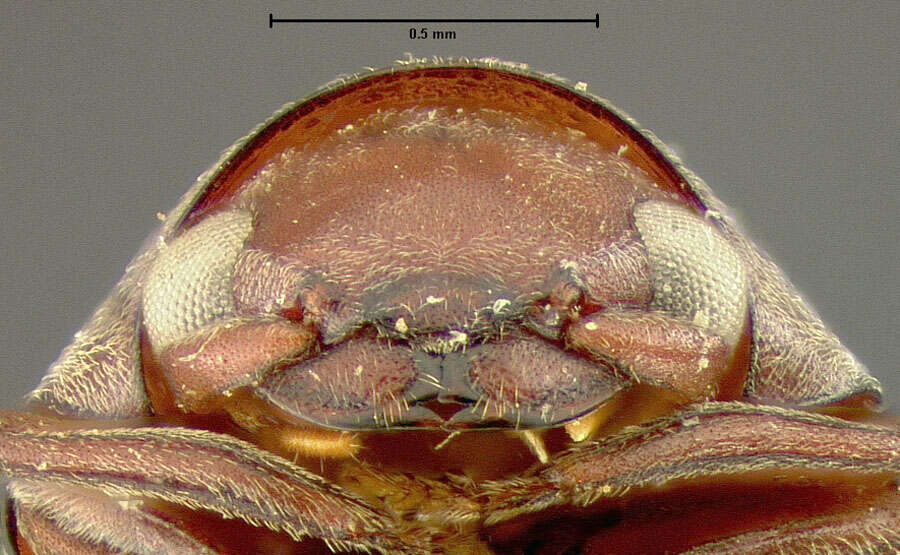 Image of Tricorynus nubilus (Fall 1905)