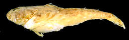 Image of Hookhorn sculpin