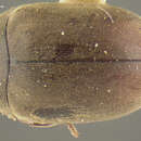 Image of Tricorynus mutans (Fall 1905)