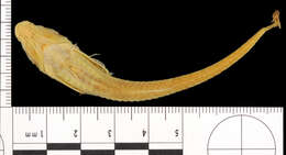 صورة Bathyagonus alascanus (Gilbert 1896)