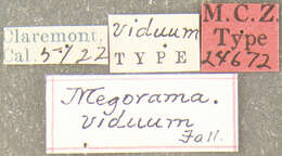 Image of Megorama viduum Fall 1905